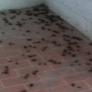 scarafaggi in un condominio grosseto,massa marittima,porto ercole