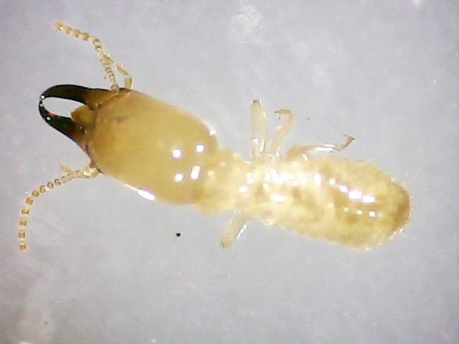 termite Reticuletermes Lucifugus